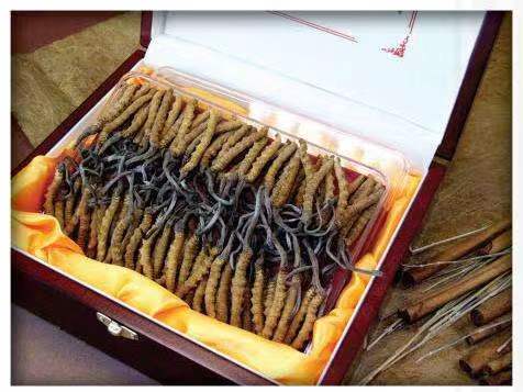 感城镇冬虫夏草回收